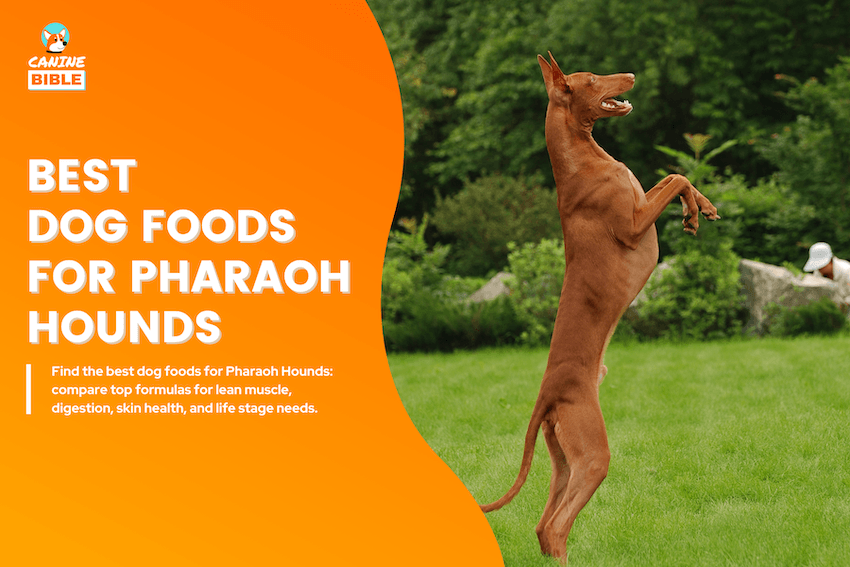 best dog foods for pharaoh hounds