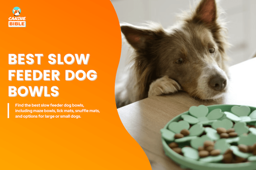 best slow feeder dog bowls