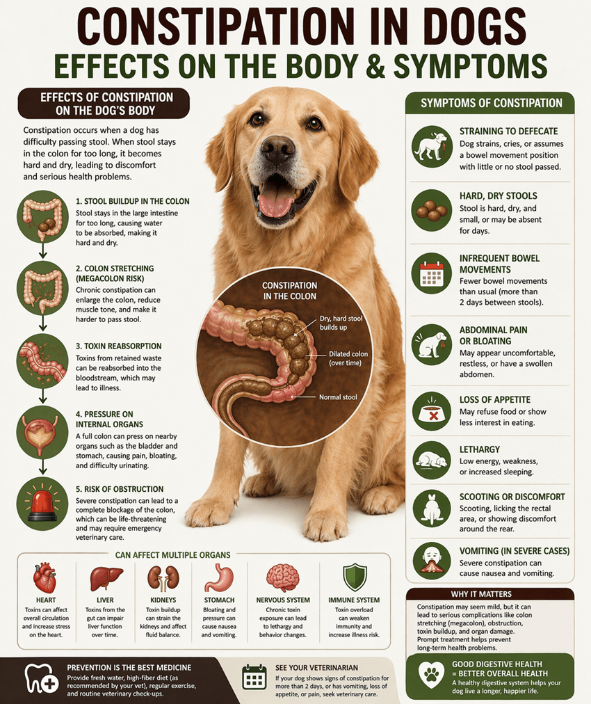 constipation-in-dogs-symptoms