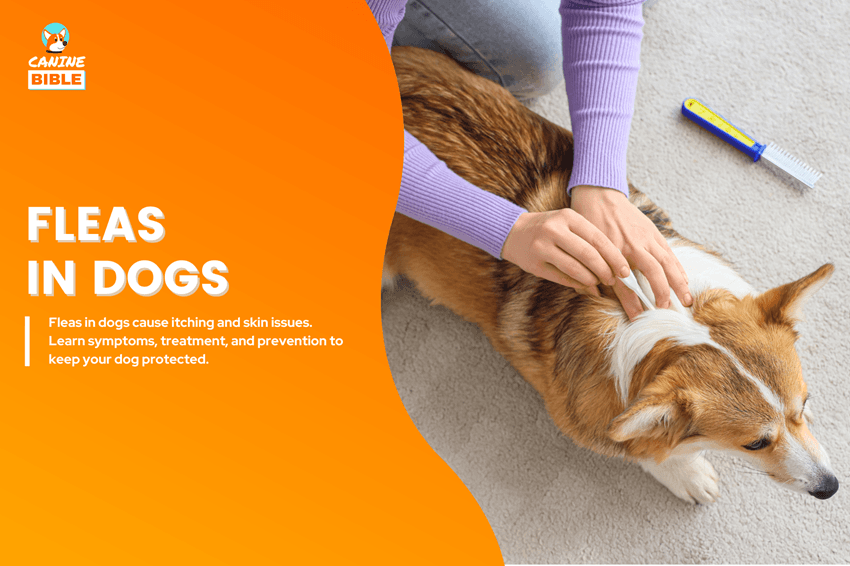 fleas in dogs