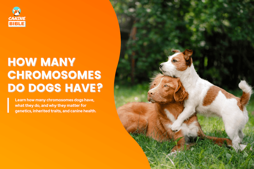 how many chromosomes do dogs have