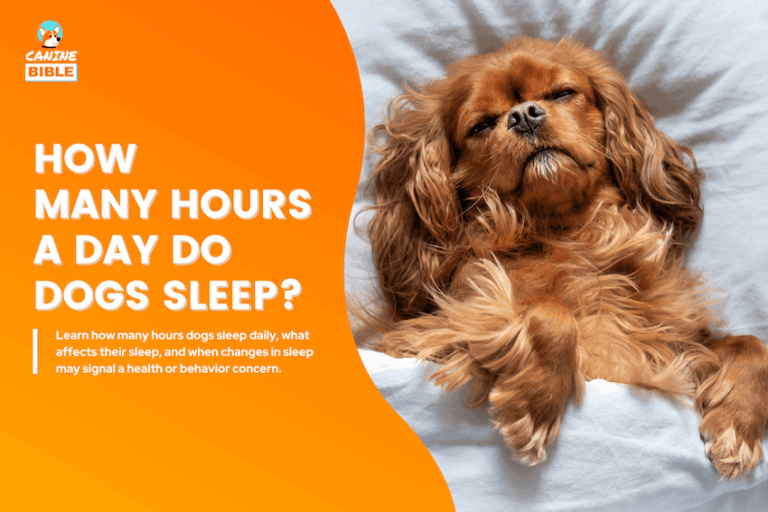 how many hours a day do dogs sleep