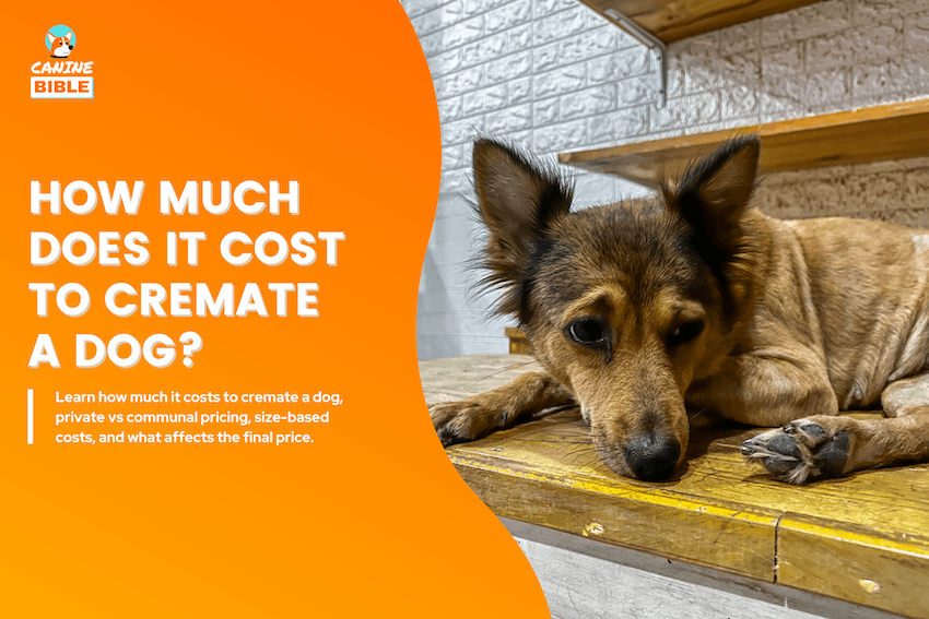 how much does it cost to cremate a dog?