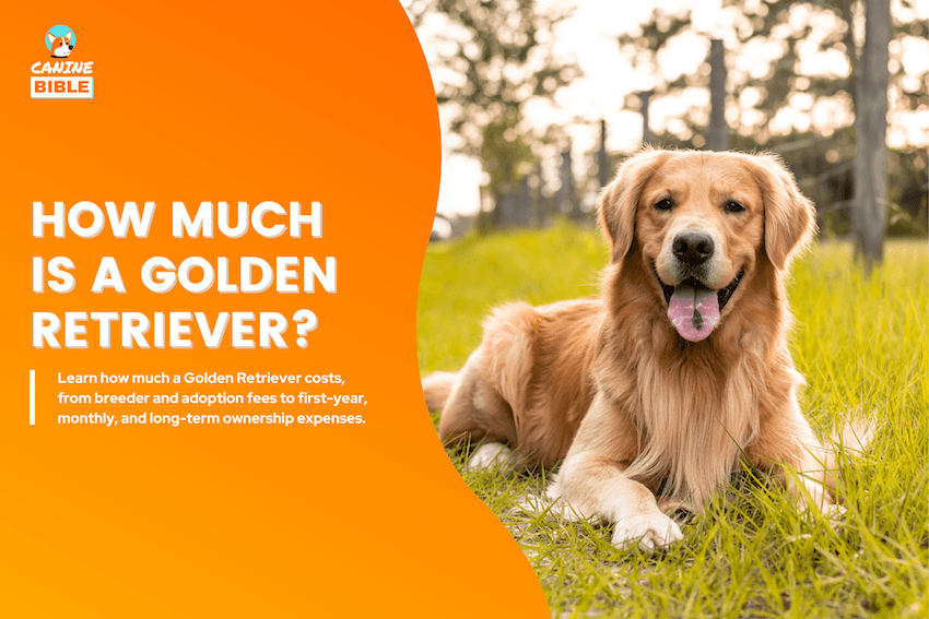 how much is a golden retriever?