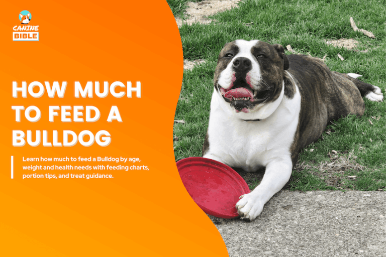 how much to feed a bulldog