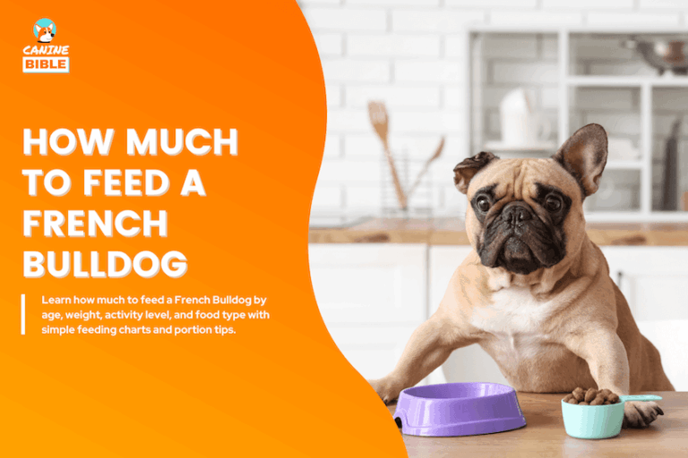 how much to feed a french bulldog