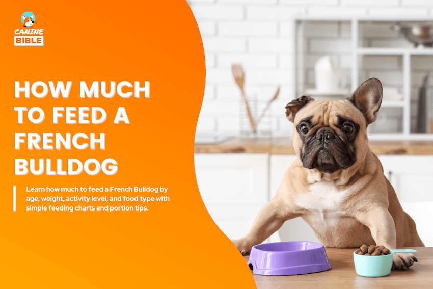 how much to feed a french bulldog