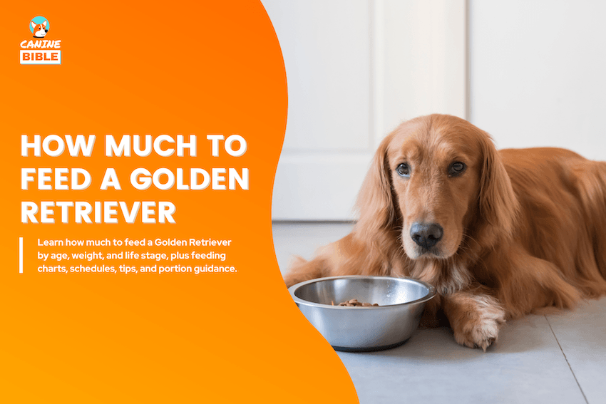 how much to feed a golden retriever