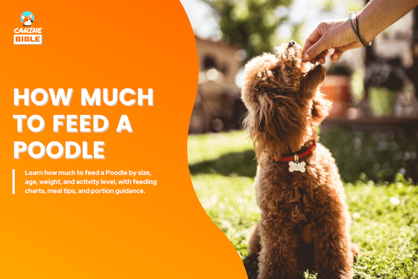 how much to feed a poodle