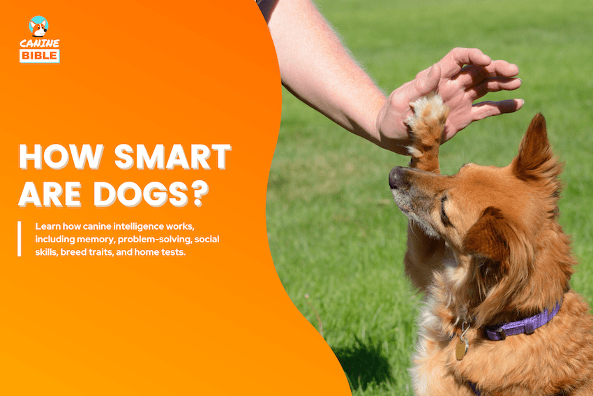 how smart are dogs