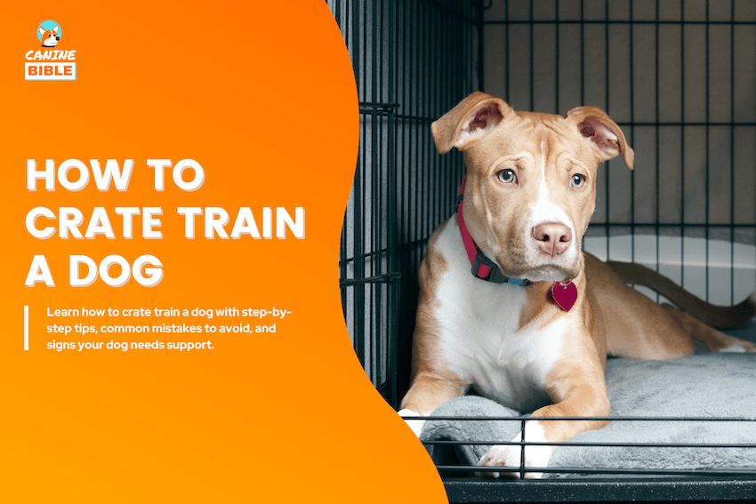 how to crate train a dog