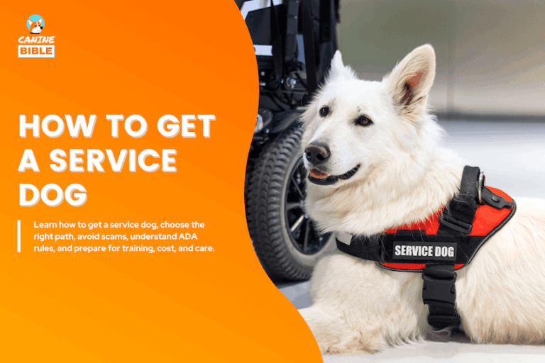 how to get a service dog