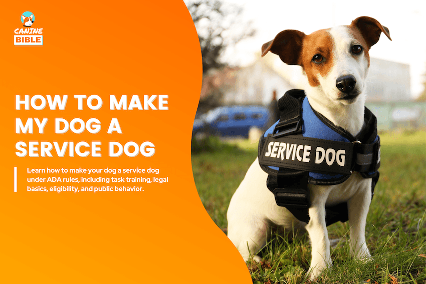 how to make my dog a service dog