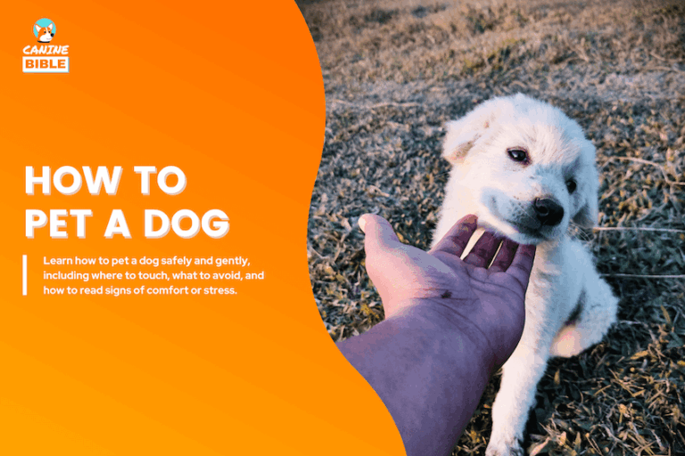 how to pet a dog