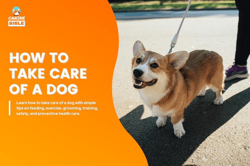 How to Take Care of a Dog 101: Complete Checklist & Care Guide - Canine ...