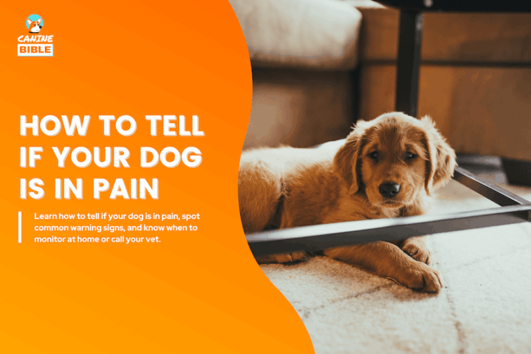 how to tell if your dog is in pain