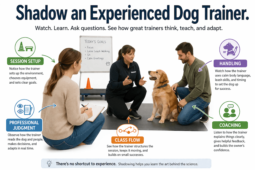 Shadow an experienced dog trainer