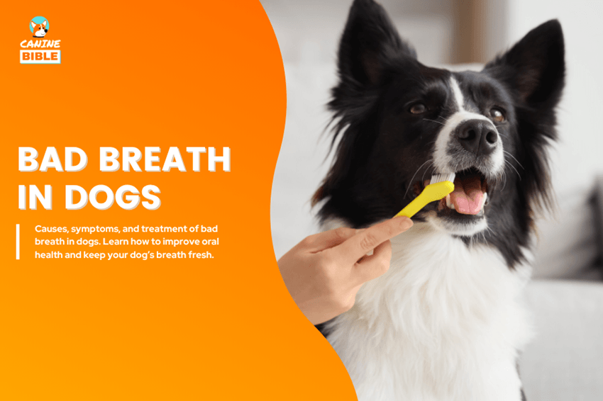 bad breath in dogs