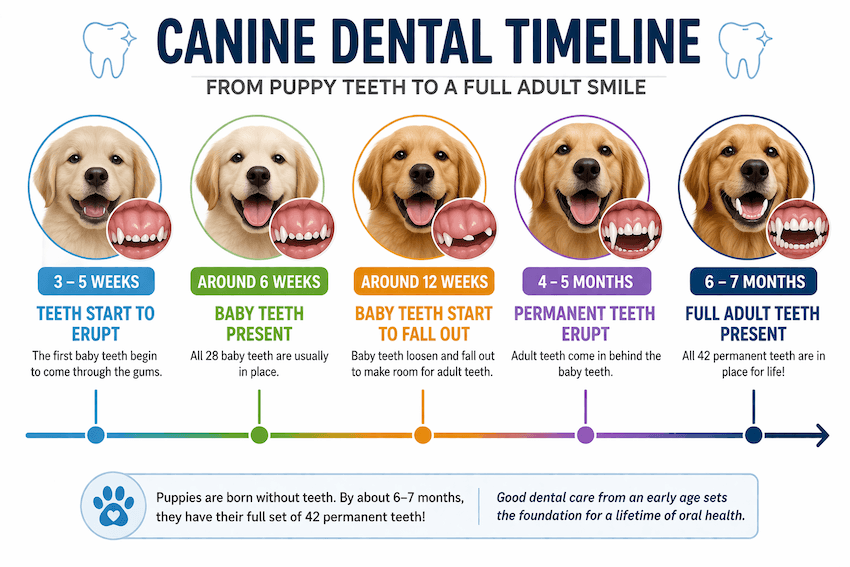 canine dental timeline