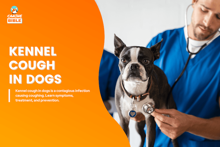 dog kennel cough