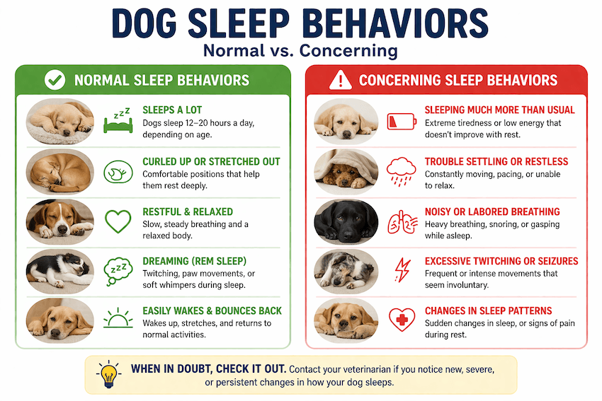 normal sleeping pattern for dogs