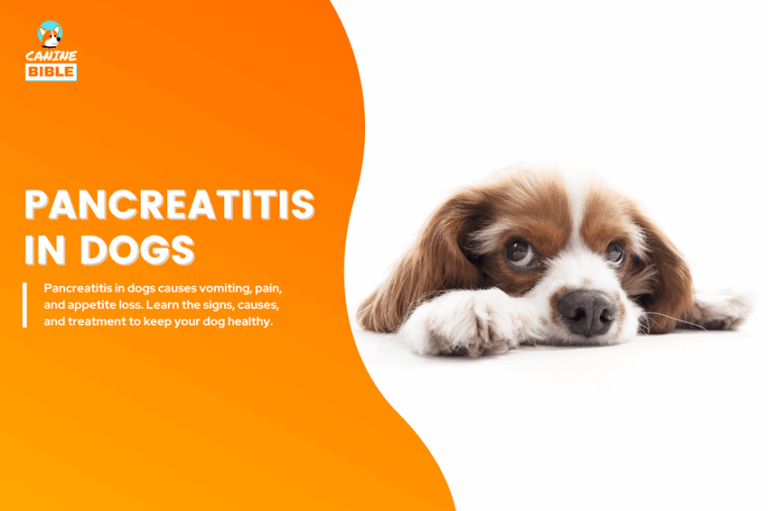 pancreatitis in dogs