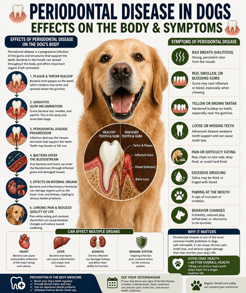 periodontal disease in dogs