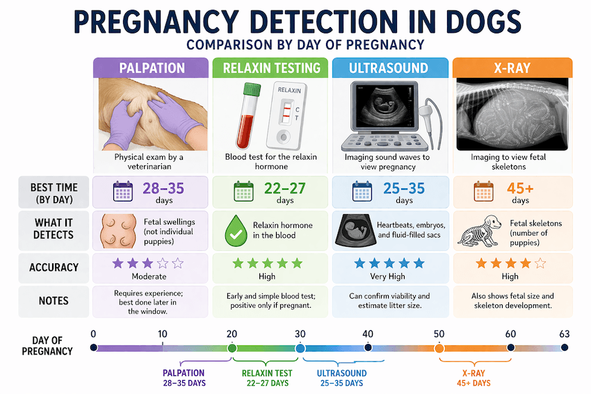 vet confirms pregnancy