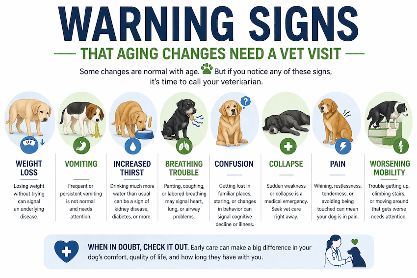 warning signs - need a vet visit