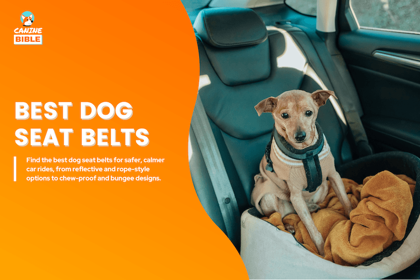best dog seat belts