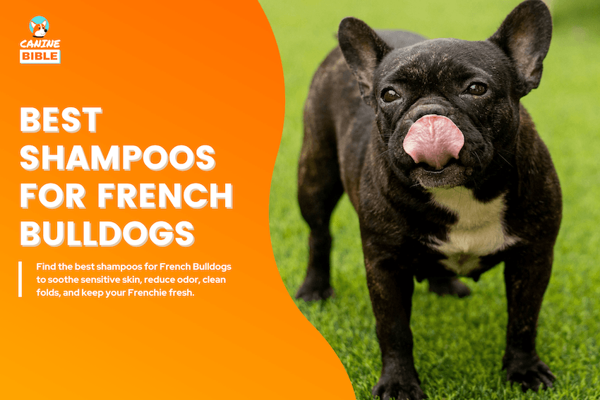 Best Shampoos for French Bulldogs
