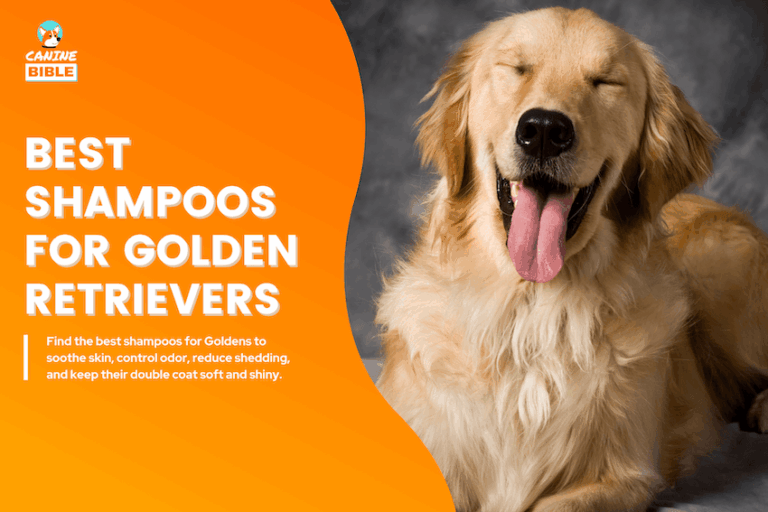Best Shampoos for Golden Retrievers