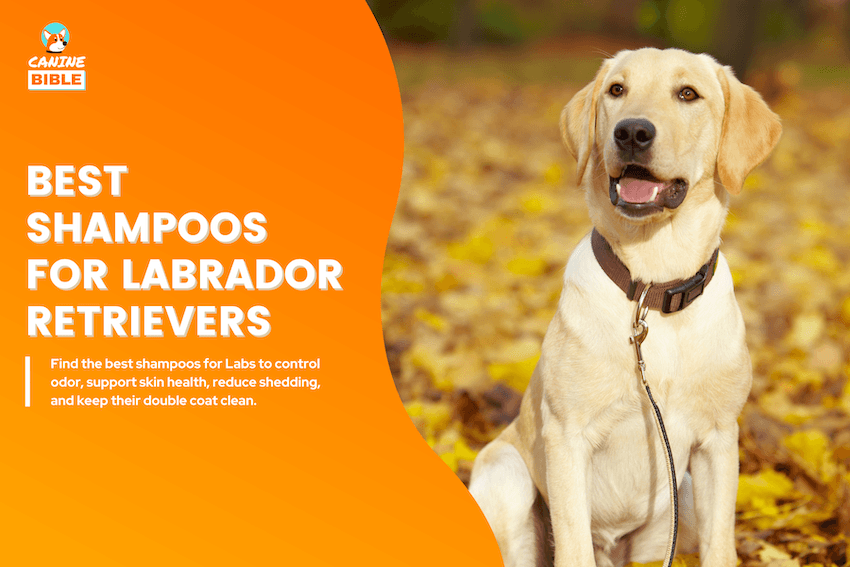 Best Shampoos for Labrador Retrievers