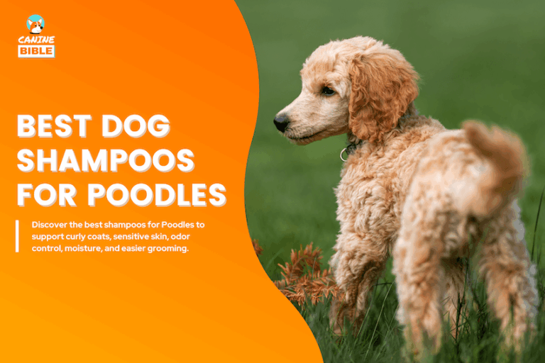 best dog shampoos foor poodles