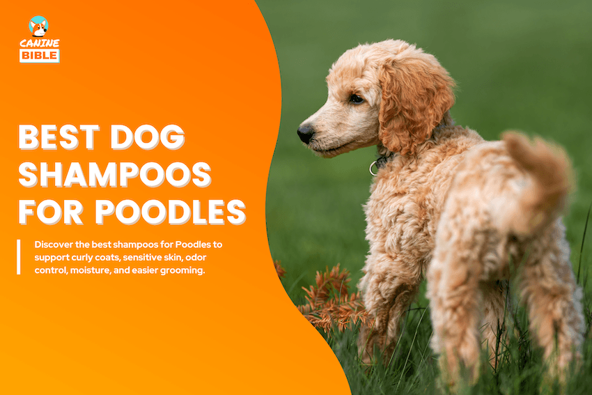 best dog shampoos foor poodles