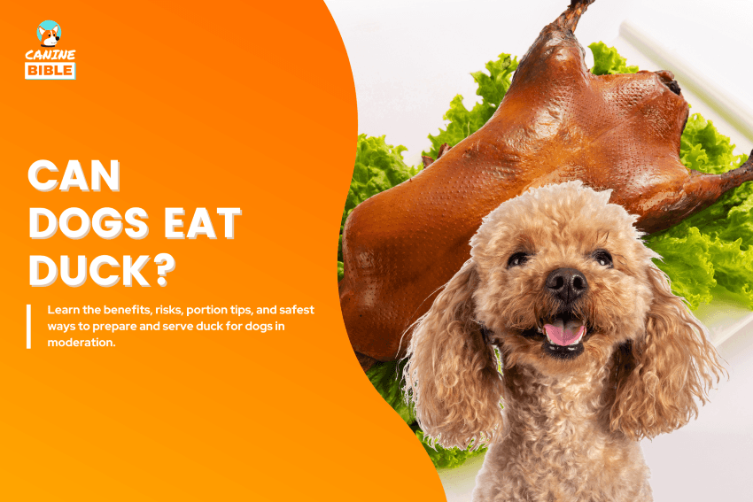 Can Dog Eat Duck