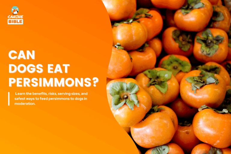 Can Dogs Eat Persimmons