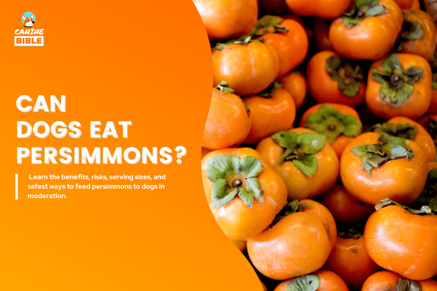 Can Dogs Eat Persimmons