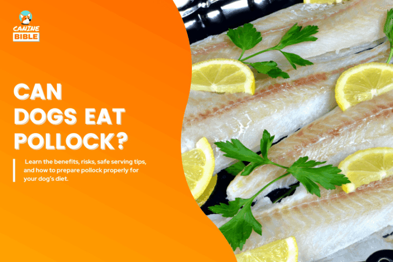 Can Dogs Eat Pollock