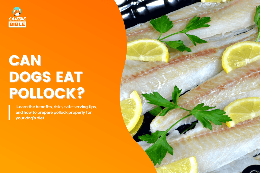 Can Dogs Eat Pollock
