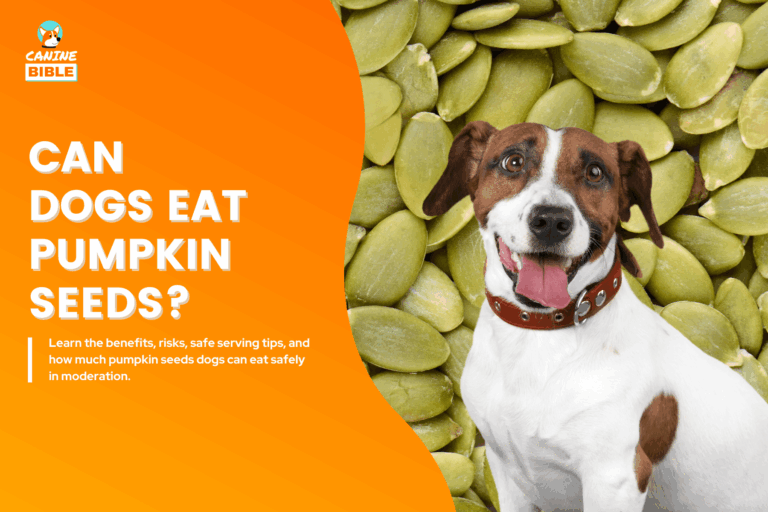 Can- Dog-Eat-Pumpkin-Seeds