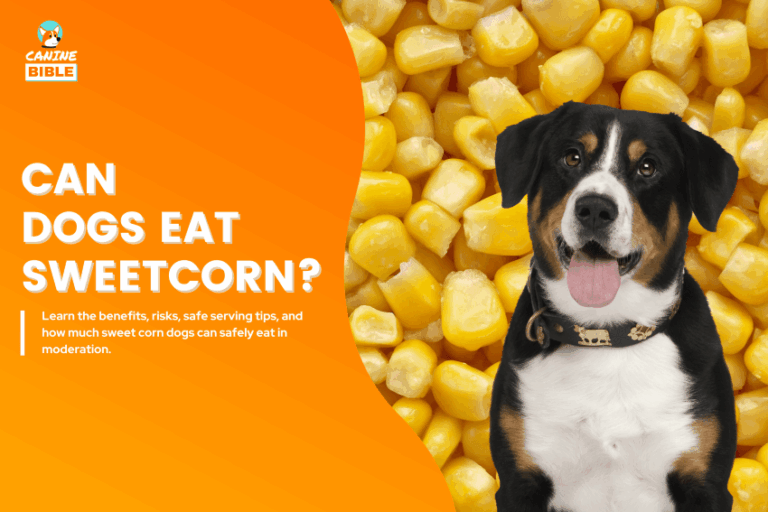 Can-Dog-Eat-Sweet-Corn