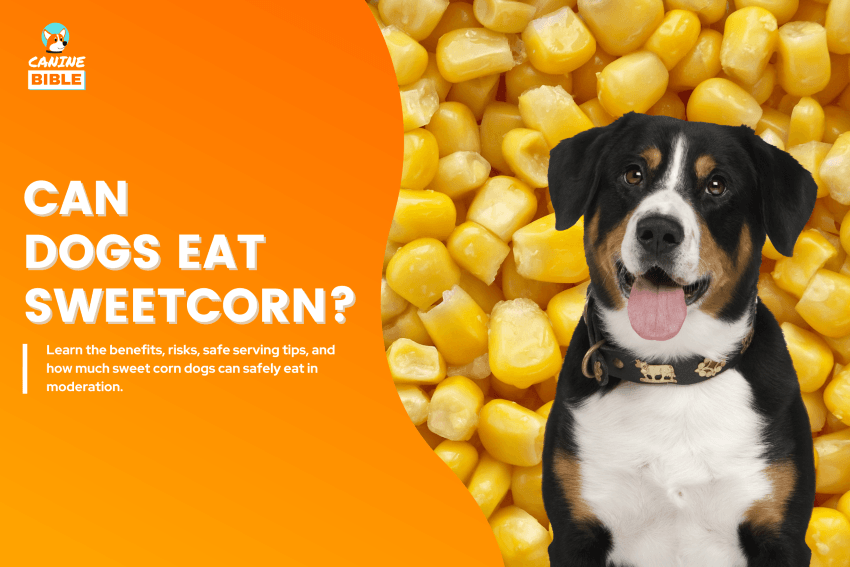 Can-Dog-Eat-Sweet-Corn