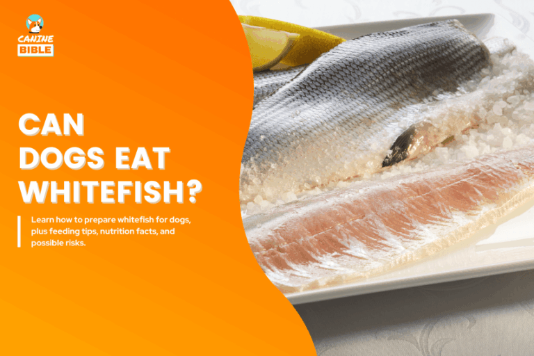 Can Dogs Eat Whitefish