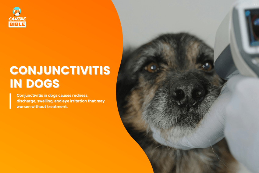Conjunctivitis in dogs