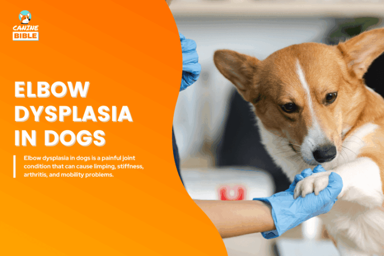 Elbow Dysplasia in dogs