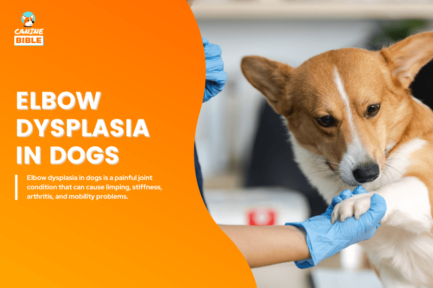 Elbow Dysplasia in dogs