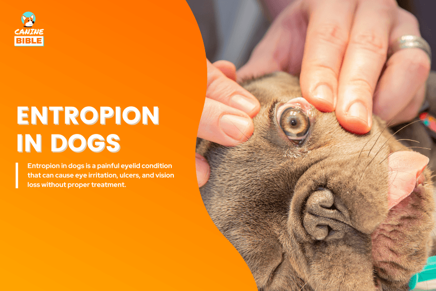 Entropion in dogs