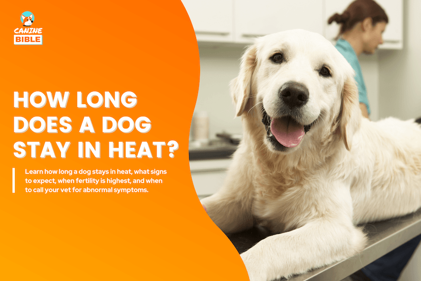How Long Does a Dog Stay in Heat?