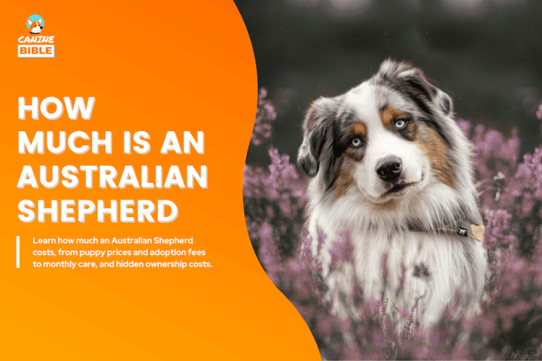 How Much Is an Australian Shepherd?